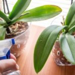 Bón Phân Cho Lan Hồ Điệp Đúng Cách Giúp Cây Khỏe, Hoa Bền Màu, Nở Đúng Dịp