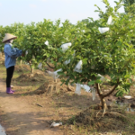 Bón Phân Cho Cây Ổi Đúng Kỹ Thuật: Lịch Bón, Loại Phân Và Cách Bón Giúp Ổi Sai Trái, Trái To Ngọt