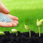 Bón Phân Cá Cho Cây Ăn Trái: Lợi Ích, Cách Bón Đúng Kỹ Thuật Và Lưu Ý Quan Trọng