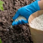 Bón DAP Cho Cây Mai – Phương Pháp Giúp Mai Vàng Khỏe Mạnh, Ra Hoa Rực Rỡ