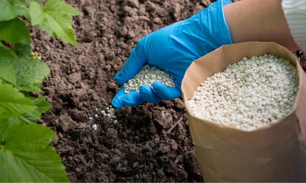 Bón DAP Cho Cây Mai – Phương Pháp Giúp Mai Vàng Khỏe Mạnh, Ra Hoa Rực Rỡ