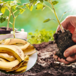 Hướng Dẫn Bón Phân Cho Chuối Đúng Kỹ Thuật Giúp Cây Khỏe, Buồng To, Trái Đẹp