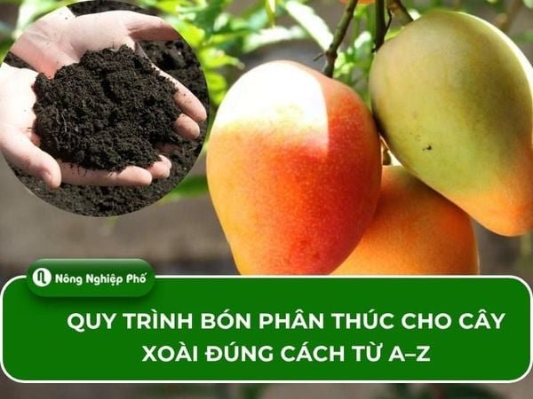 Bón Phân Cho Cây Xoài Đúng Cách Giúp Ra Hoa Đều, Trái To, Ngọt Đậm