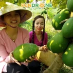 Bón Phân Cho Cây Đu Đủ Đúng Cách – Kỹ Thuật Giúp Đu Đủ Sai Trái, Lớn Nhanh, Năng Suất Cao