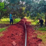 Bón Lân Cho Sầu Riêng Đúng Cách Giúp Rễ Khỏe, Ra Hoa Đồng Loạt, Tăng Đậu Trái