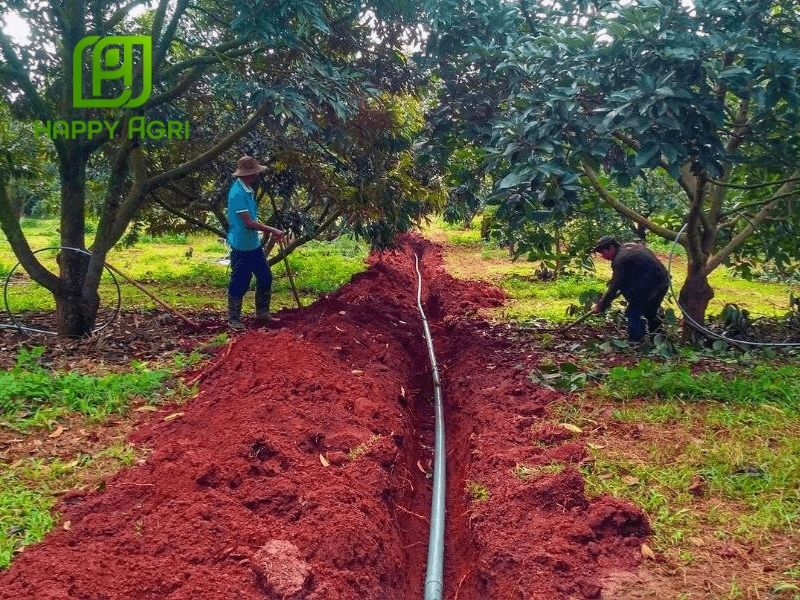 Bón Lân Cho Sầu Riêng Đúng Cách Giúp Rễ Khỏe, Ra Hoa Đồng Loạt, Tăng Đậu Trái