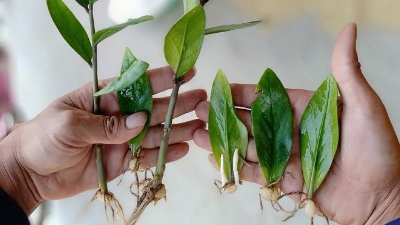 Cách Chăm Sóc Và Bón Phân Cho Cây Kim Tiền Giúp Cây Xanh Tốt, Hút Tài Lộc