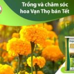Bón Phân Cho Hoa Vạn Thọ Chuẩn Kỹ Thuật phân bón hữu cơ cho hoa vạn thọ
