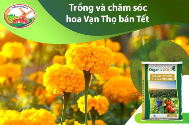 Bón Phân Cho Hoa Vạn Thọ Chuẩn Kỹ Thuật phân bón hữu cơ cho hoa vạn thọ