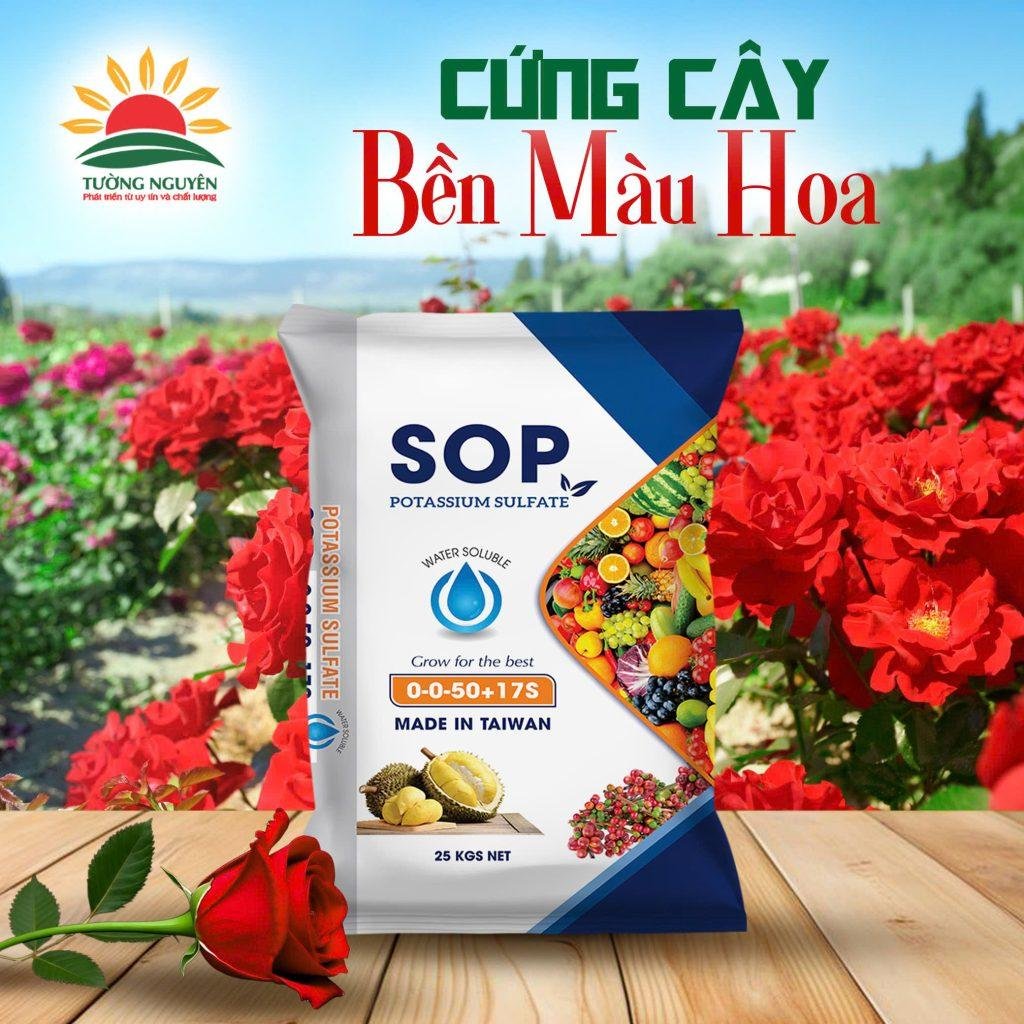 Bón Kali Cho Hoa Hồng Đúng Cách Giúp Cây Sai Hoa, Màu Đậm, Lâu Tàn